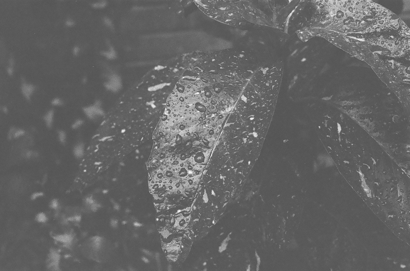 35mm Film Photography 10