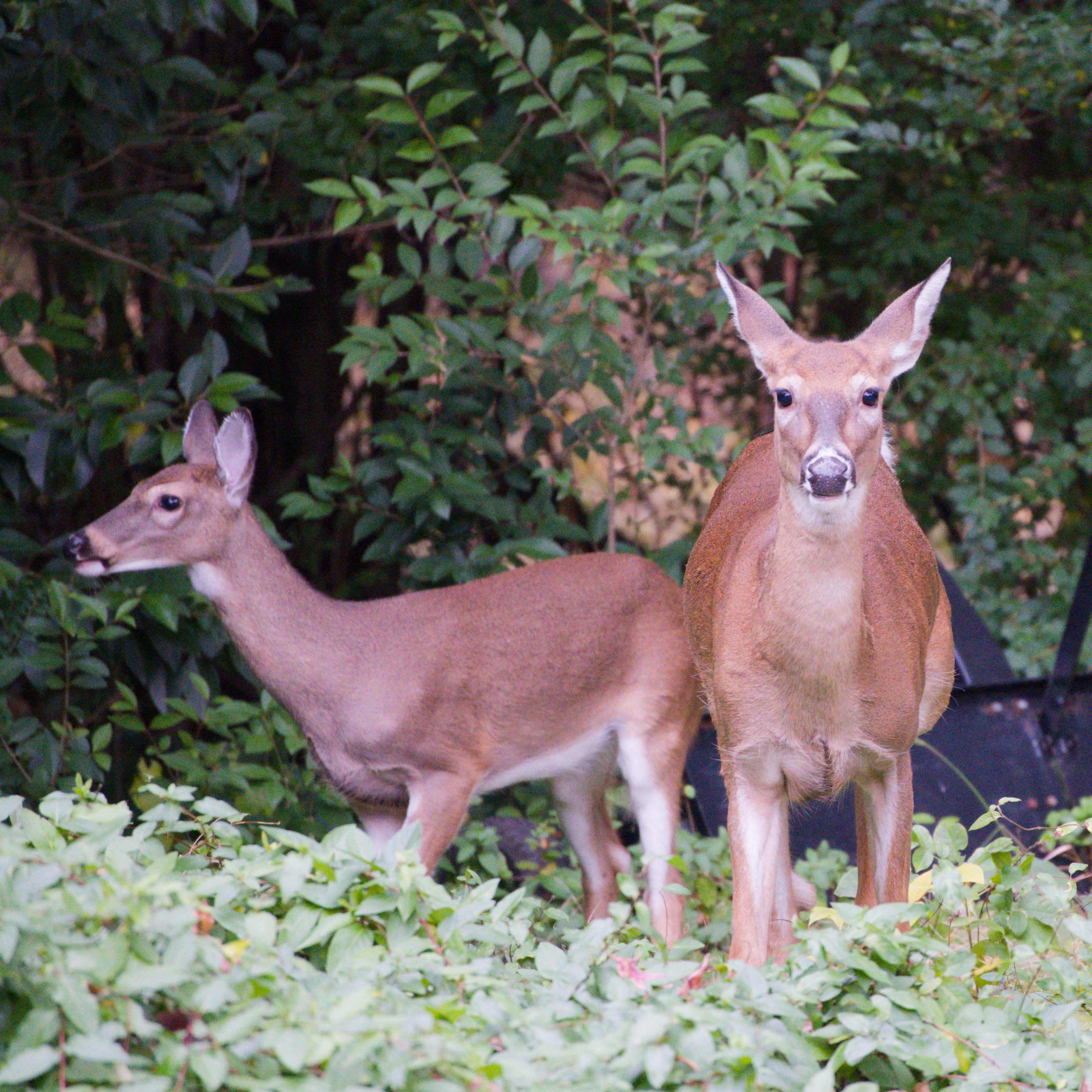Nature Photography 2