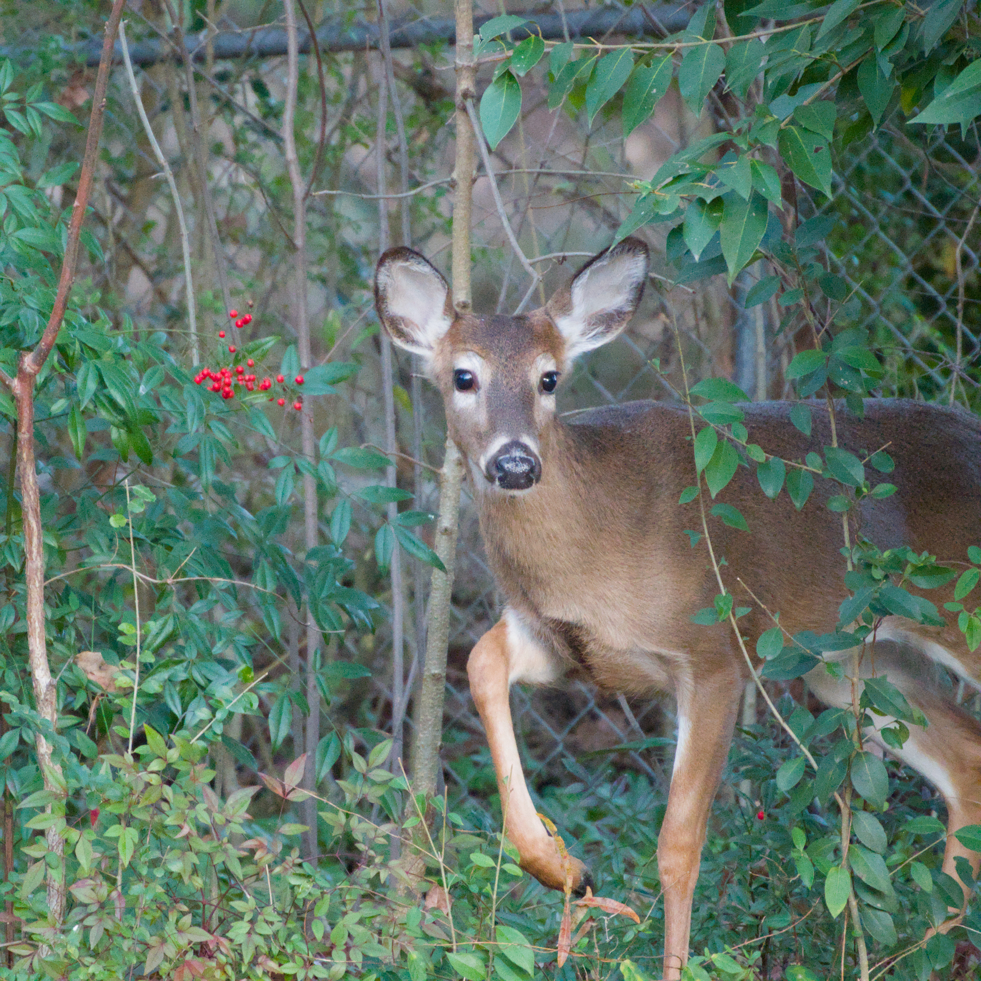 Nature Photography 5
