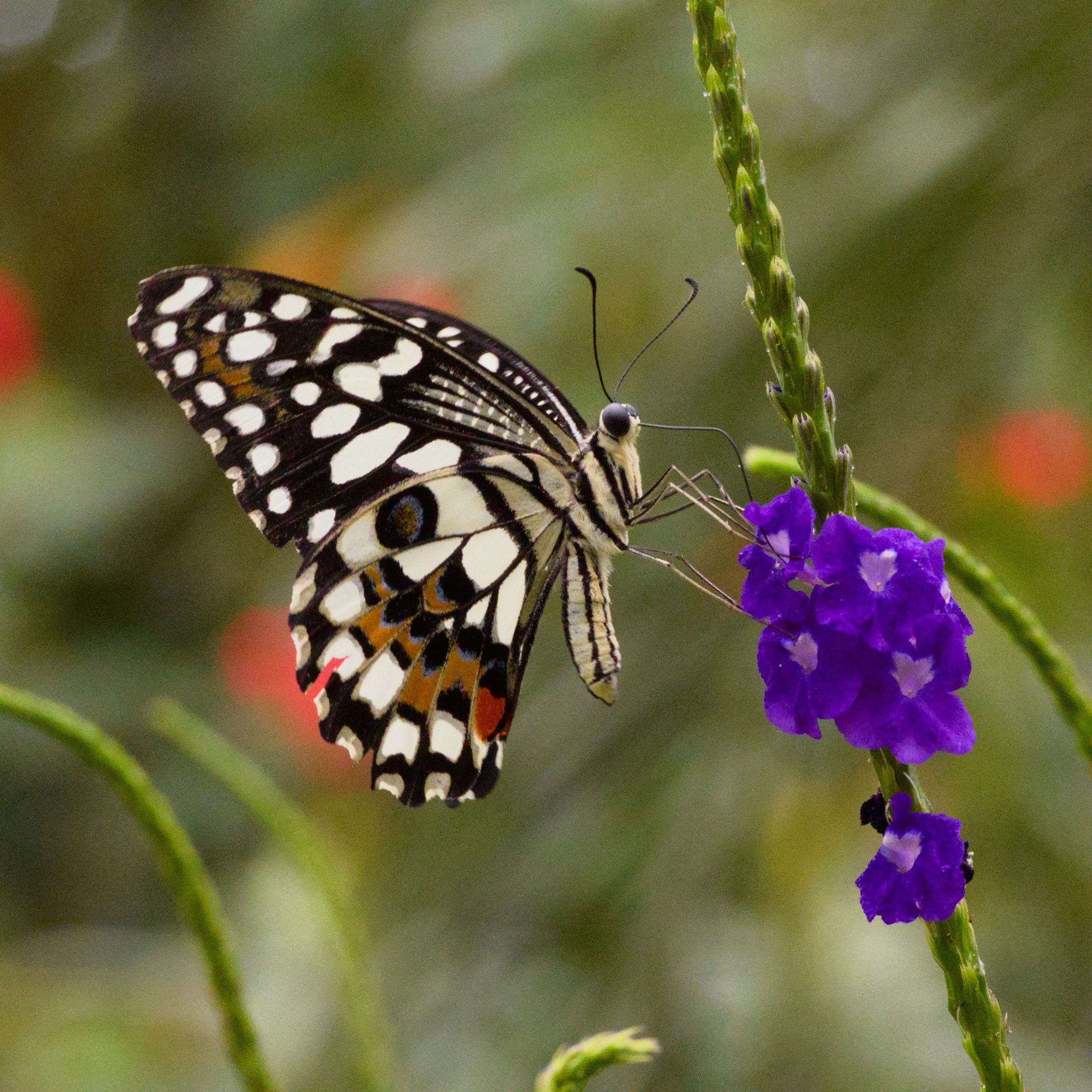 Nature Photography 6