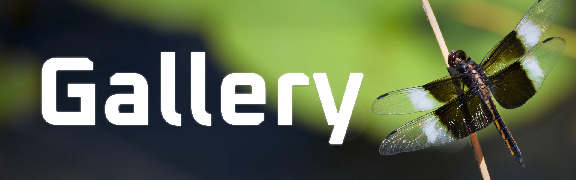 Cyberflight Studios Gallery
